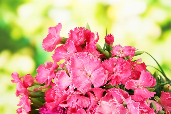 Bouquet of carnations, on bright background — Stock Photo, Image