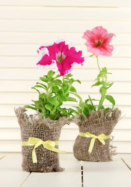 Petunias in pots on wooden background — Stock Photo, Image