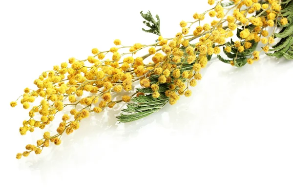 Ramoscelli di fiori di mimosa, isolati su bianco — Foto Stock