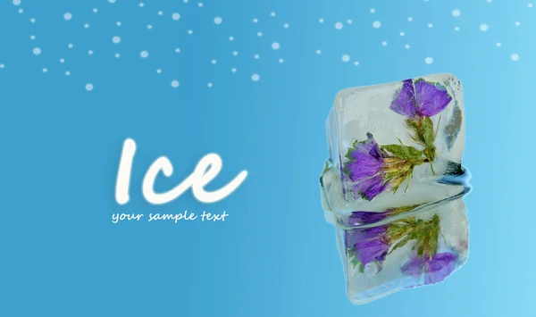 Cube de glace aux fleurs, sur fond bleu — Photo