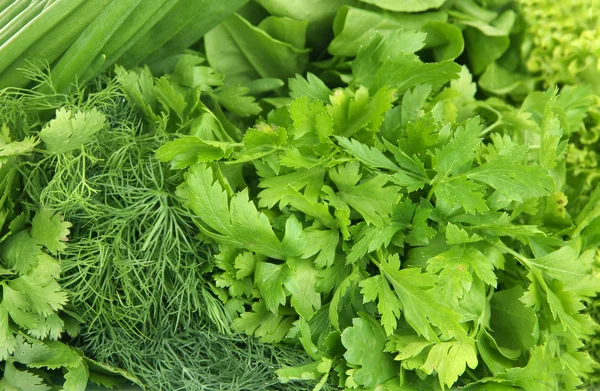 Useful herbs close up — Stock Photo, Image