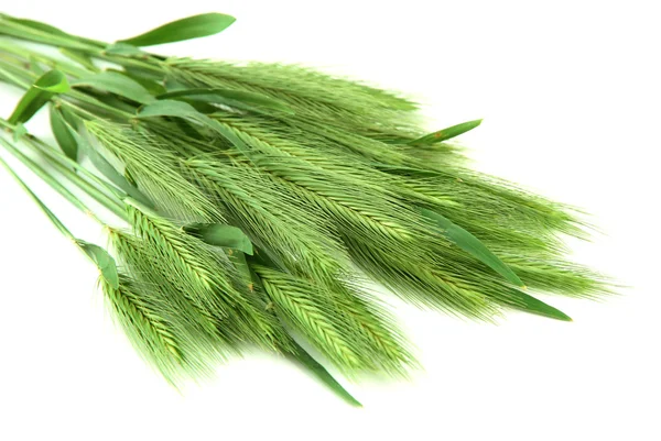 Green spikelets, isolated on white — Stok fotoğraf