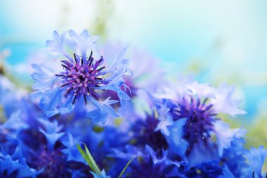 mooi boeket van korenbloemen op blauwe achtergrond