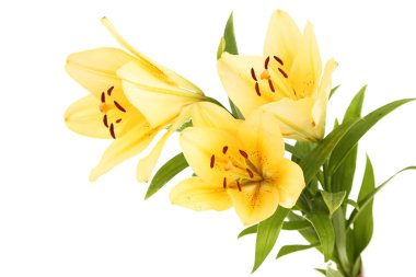 güzel turuncu lilyum, beyaz izole