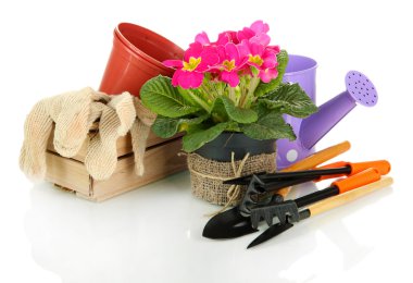 güzel pembe primula Çiçeklik ve üzerinde beyaz izole Bahçe aletleri