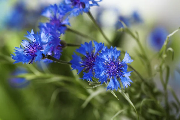 Belo buquê de flores de milho no fundo verde — Fotografia de Stock