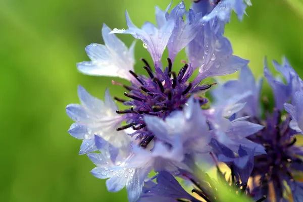 Schöne Kornblumen auf grünem Hintergrund — Stockfoto