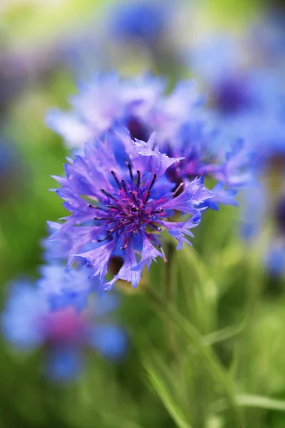 Beautiful cornflowers, outdoors — Stock Photo, Image