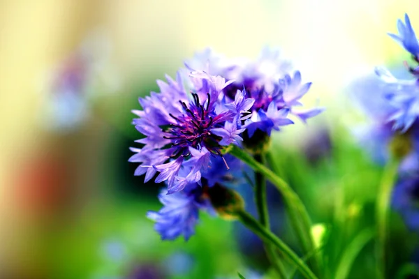 Lindas flores de milho, ao ar livre — Fotografia de Stock