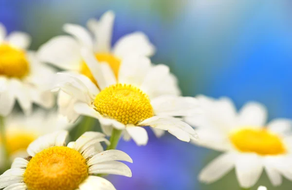 Beautiful wild camomiles, outdoors — Stock Photo, Image