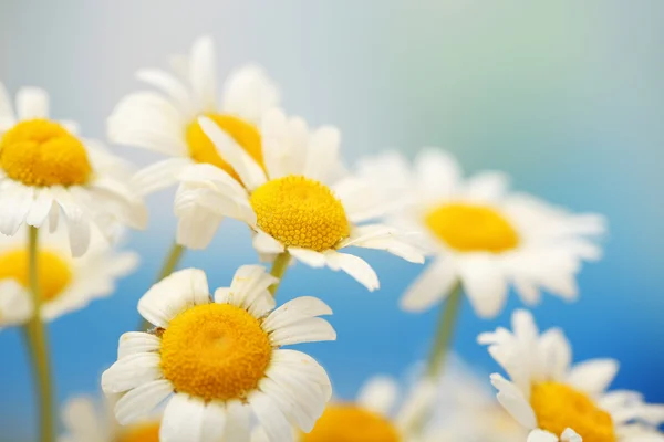 Beautiful wild camomiles, outdoors — Stock Photo, Image