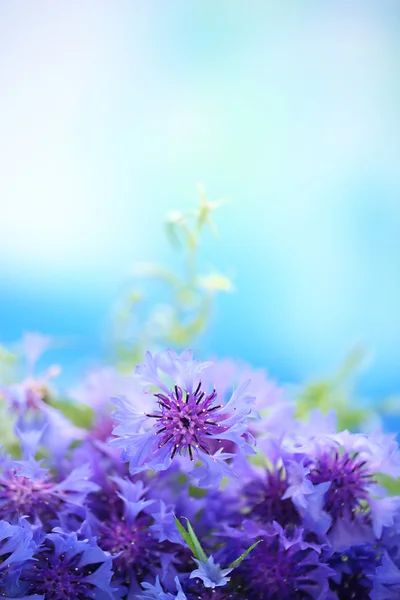 Belo buquê de flores de milho no fundo azul — Fotografia de Stock