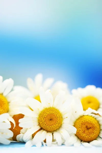 Beautiful wild camomiles, on blue background — Stock Photo, Image