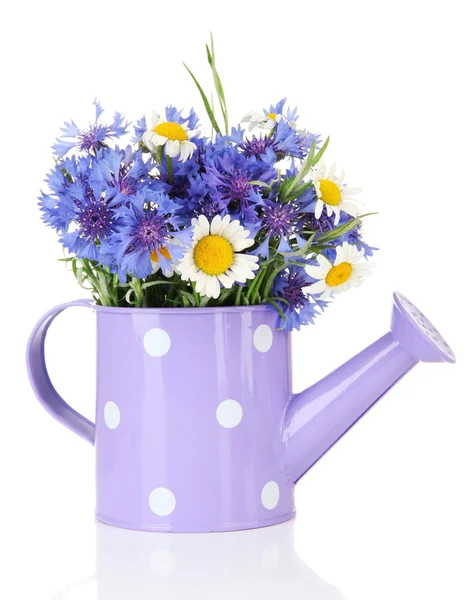 Bouquet de bleuets et de camomilles en arrosoir, isolé sur fond blanc — Photo