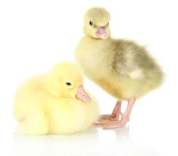 Pequeños patitos aislados en blanco — Foto de Stock