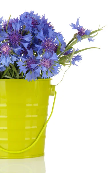 Bouquet of cornflowers in pail, isolated on white — Stock Photo, Image