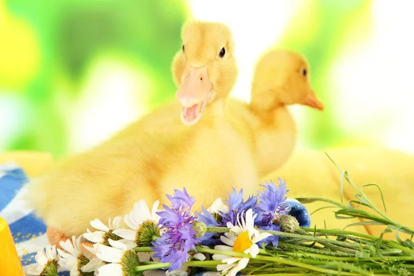 Cute ducklings on bright background — Stock Photo, Image
