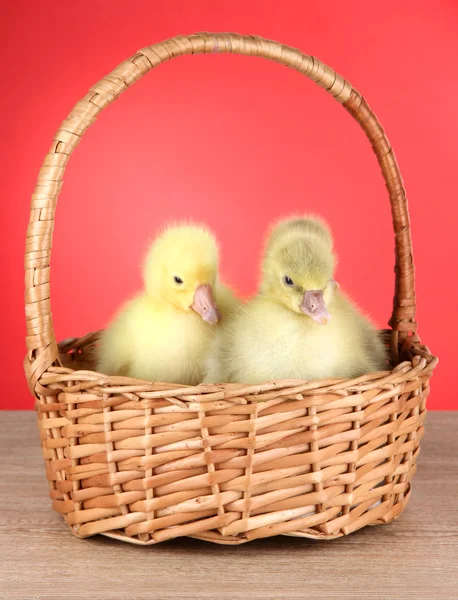 Little ducklings in wicker basket on table on red background — Stock Photo, Image