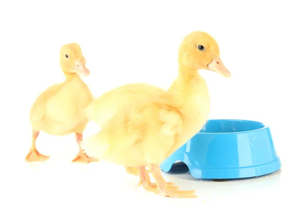 Cute ducklings, with drinking bowl isolated on white — Stock Photo, Image