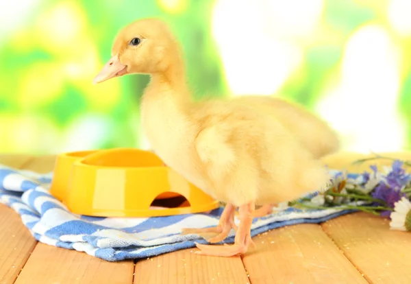 Cute ducklings on bright background