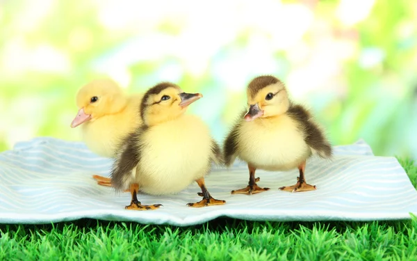 Söta ungar på tyg, på grönt gräs, på ljus bakgrund — Stockfoto