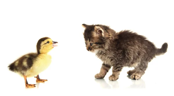 Small kitten and duckling isolated on white — Stock Photo, Image
