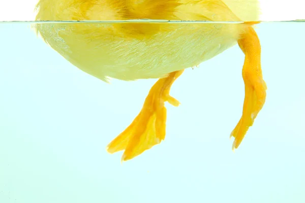 かわいいアヒルの子を浮動をクローズ アップ — ストック写真