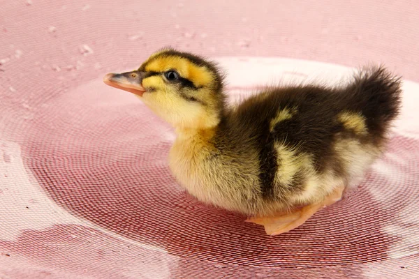 Drijvende schattig eendje close-up — Stockfoto