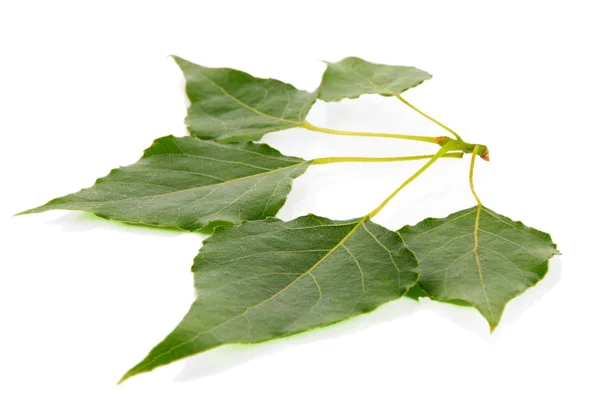 Green leaves isolated on white — Stock Photo, Image