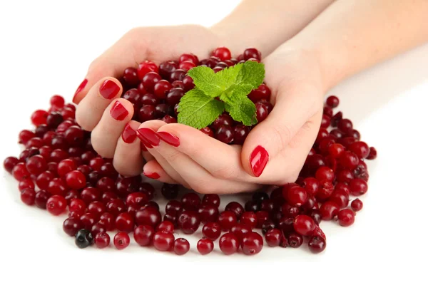 Mãos de mulher segurando cranberries vermelhas maduras, isolado no whit — Fotografia de Stock