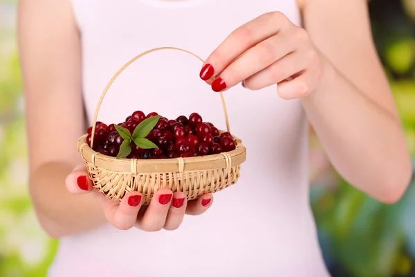 Mulher mãos segurando cesta de cranberries vermelhos maduros, perto u — Fotografia de Stock