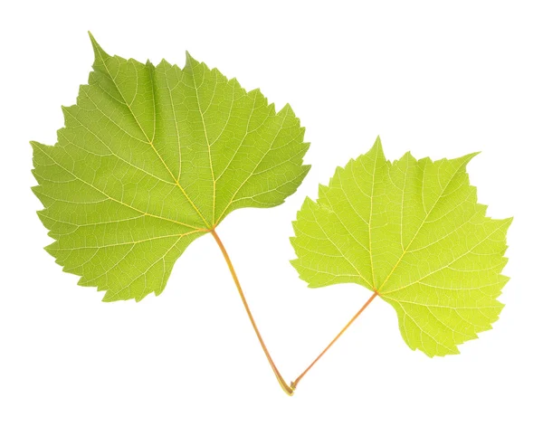 Krásné zelené listy izolované na bílém — Stock fotografie
