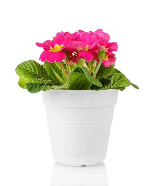 Beautiful pink primula in flowerpot, isolated on white — Stock Photo, Image