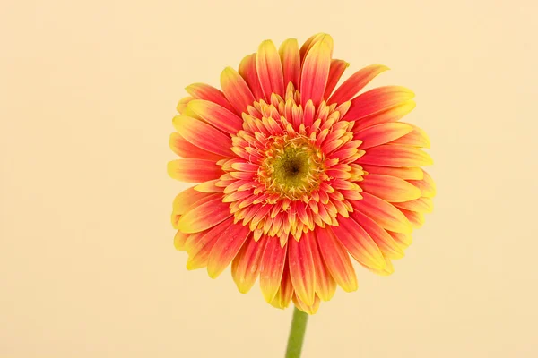 Bela flor Gerber no fundo de luz — Fotografia de Stock