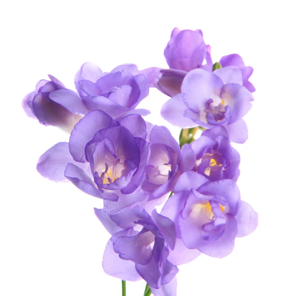 Beautiful bouquet of freesias, isolated on white — Stock Photo, Image