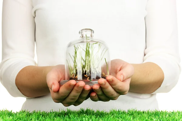 Hands protect grass under glass cover — Stock Photo, Image