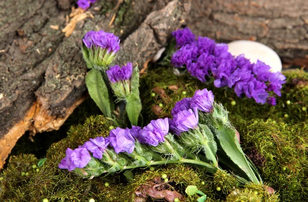 Flowers, tree bark and moss in forest close up — Stock Photo, Image