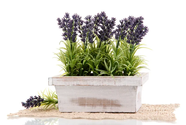 Schöner Lavendel im Holztopf isoliert auf weiß — Stockfoto