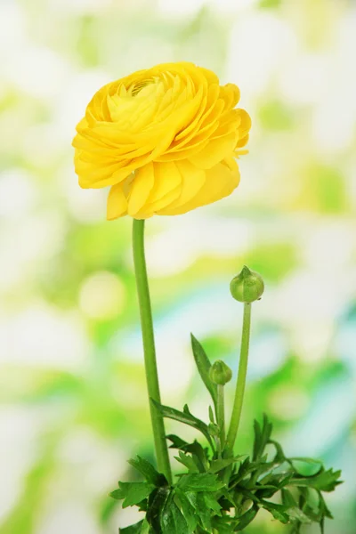 Ranúnculo (buttercup persa), sobre fundo verde — Fotografia de Stock