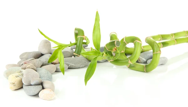 Natureza morta com planta de bambu verde e pedras, isoladas em branco — Fotografia de Stock