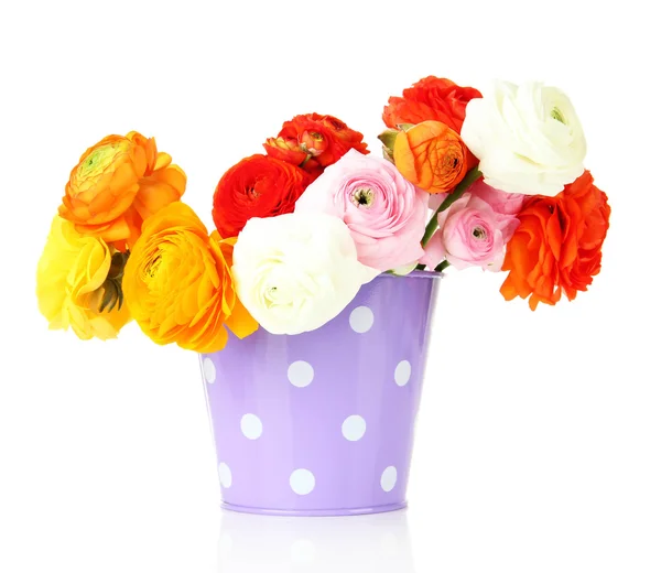 Ranunculus (persian buttercups) in pail, isolated on white — Stock Photo, Image