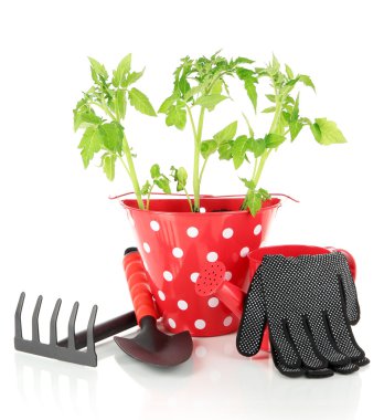 genç bitki üzerinde beyaz izole kova