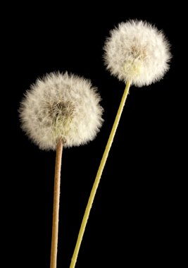 tohumlar siyah arka plan üzerine ile güzel dandelions