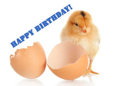 yumurta kabuğu üzerinde beyaz izole küçük tavuk