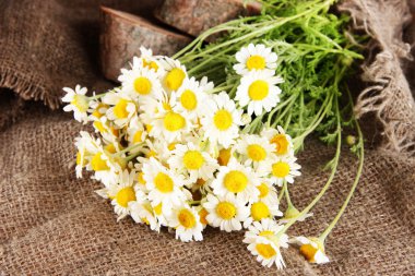 arka plan çuval bezi üzerinde birçok papatya