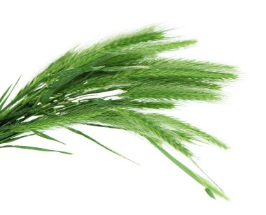 birçok spikelets üzerinde beyaz izole
