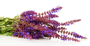 beyaz izole Ada çayı çiçekler