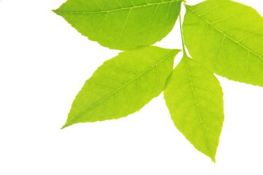 yeşil yapraklar beyaz üzerinde izole