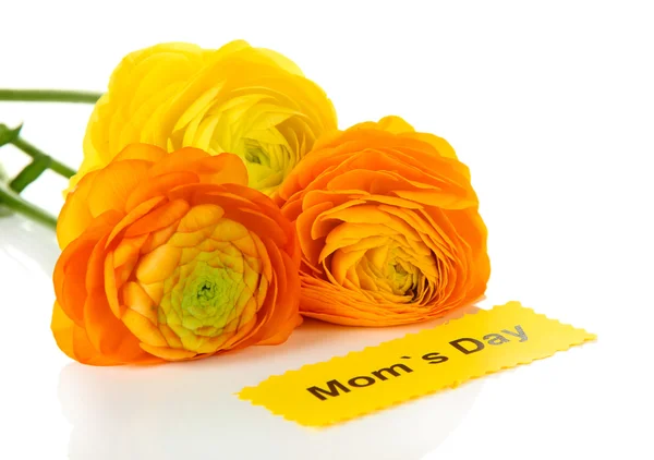 Ranunculus (tazas de mantequilla persa) para el día de las madres, aislado en blanco —  Fotos de Stock