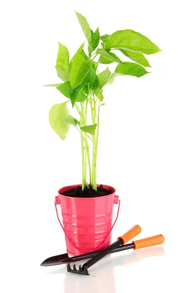 Young plant in bucket isolated on white — Stock Photo, Image